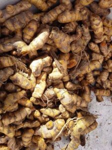 Le curcuma